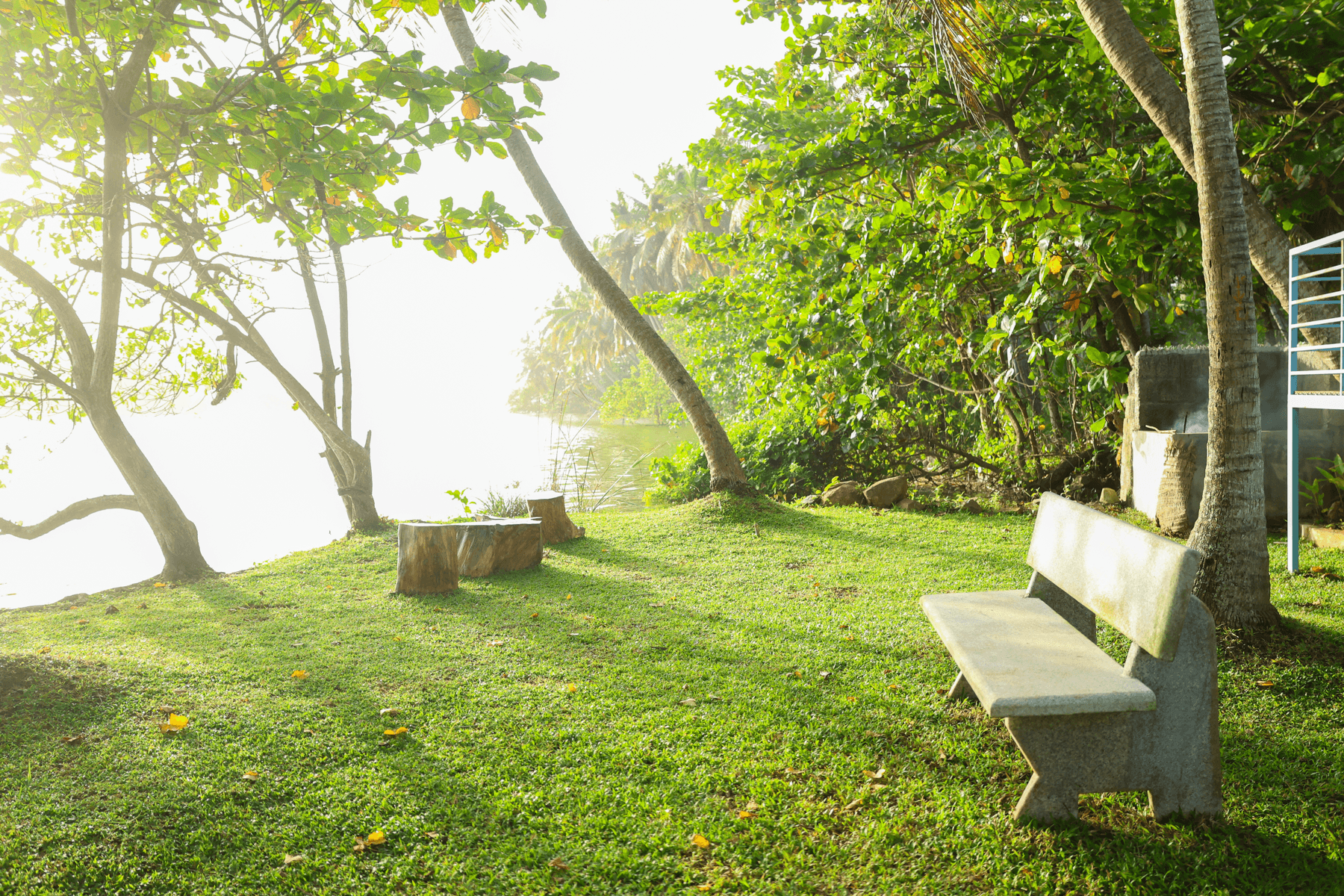 Bench under a tree by the river