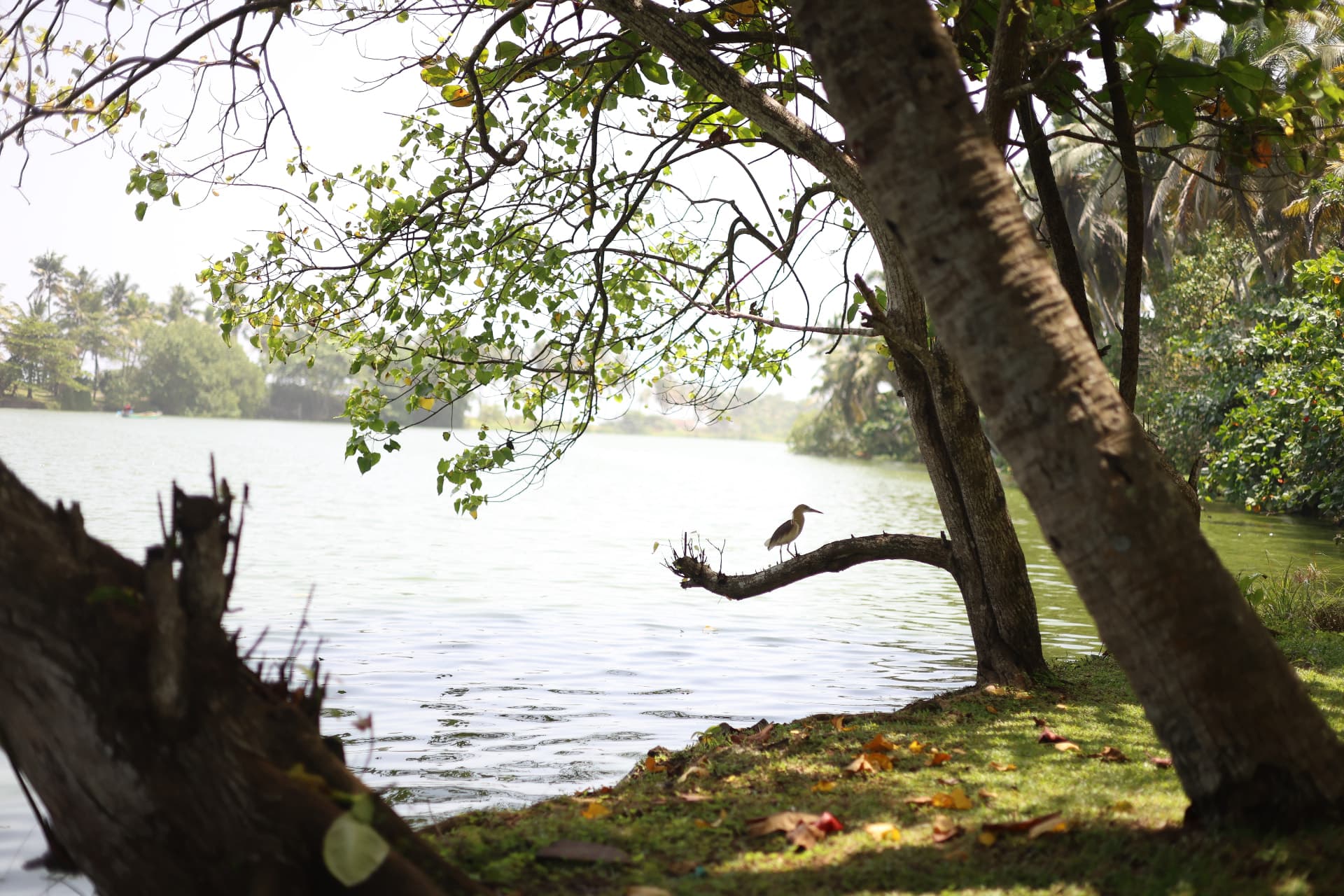 Calm river flanked by lush trees in Kovalam